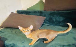 Abyssinian cats for sale: 🥇😻🏆Beautiful and Healthy Abyssinian Kittens  in London - Image 1
