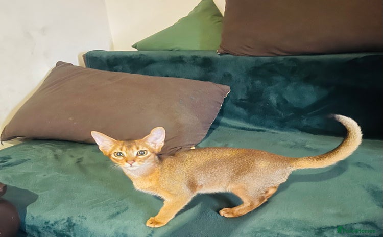 Abyssinian cats in London - Advert 1
