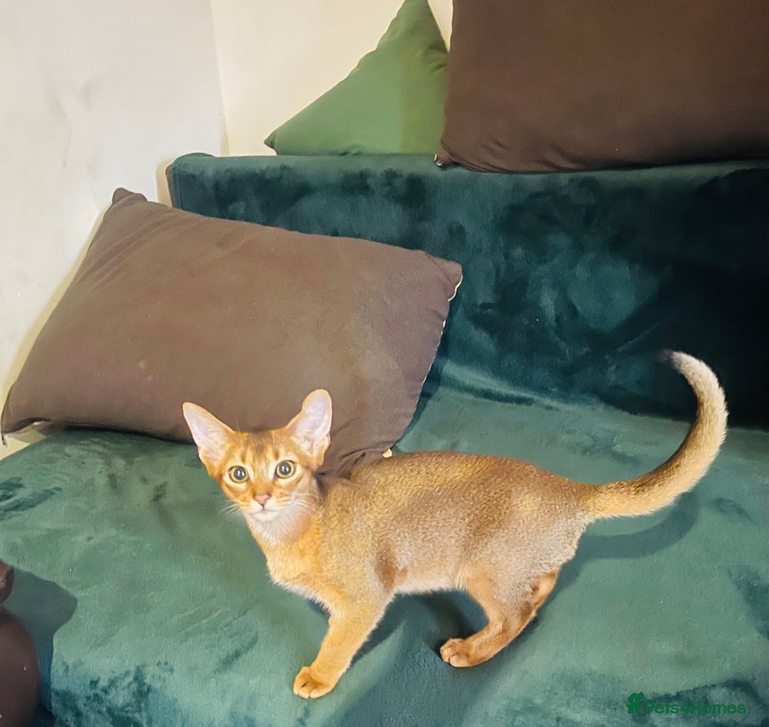 Abyssinian cats for sale: 🥇😻🏆Beautiful and Healthy Abyssinian Kittens  in London - Image 1