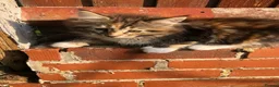 Maine Coon cats for sale: Stunning Maine Coon kittens ready for a new home. - Advert 3