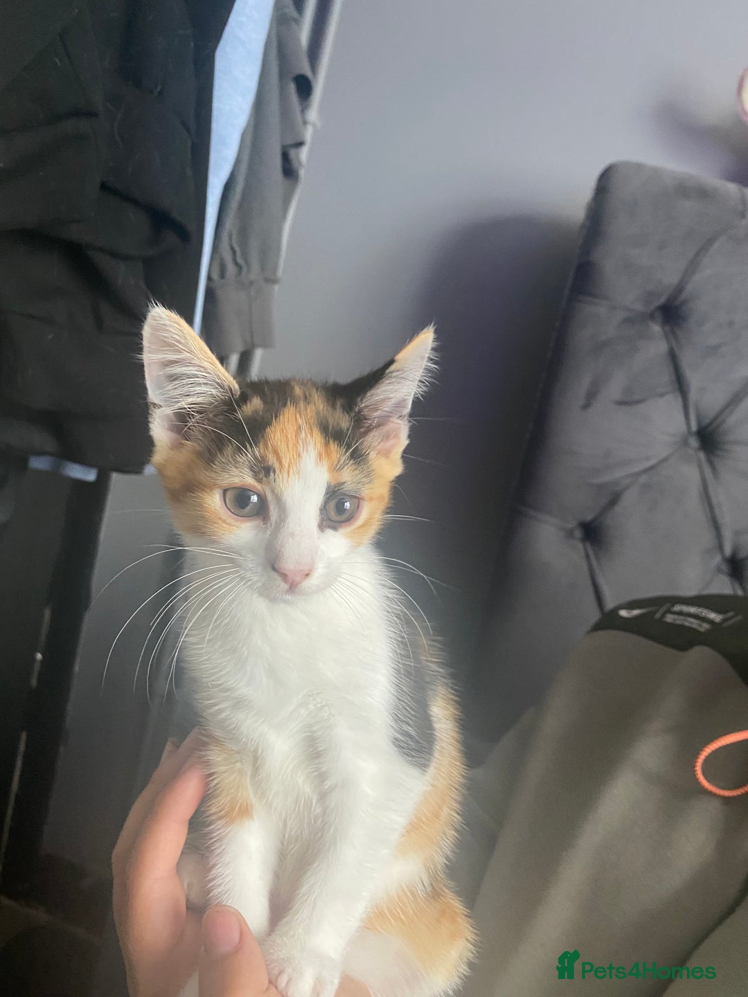 Mixed Breed cats for sale: 10 weeks old kittens ready to leave  - Image 15