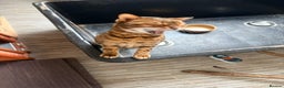 Bengal cats for sale: 2 Beautiful Adult Bengals  - Advert 6