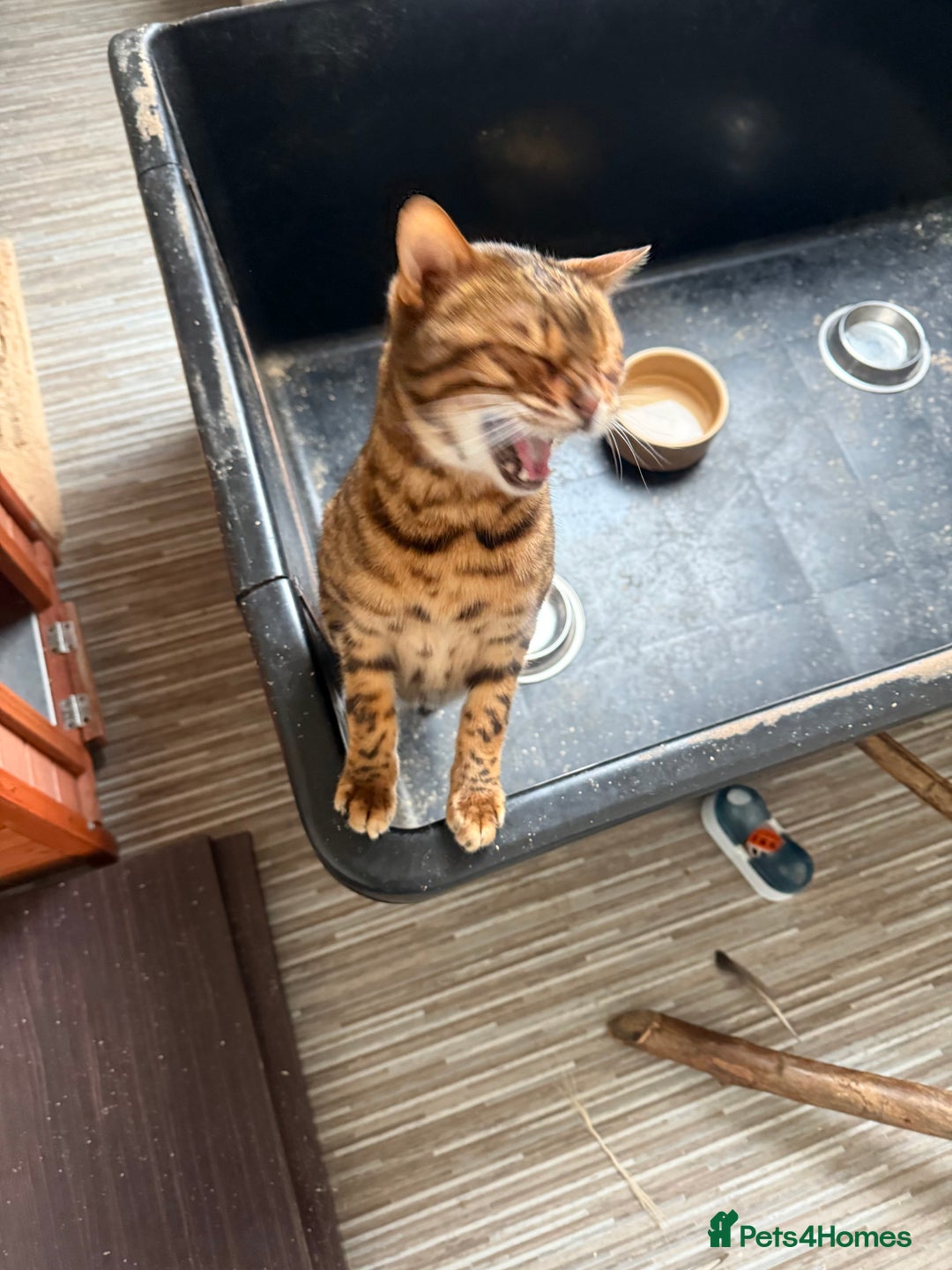 Bengal cats for sale: 2 Beautiful Adult Bengals  - Advert 6