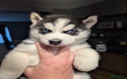 Siberian Husky dogs for sale: Beautiful Siberian husky puppies - Image 4