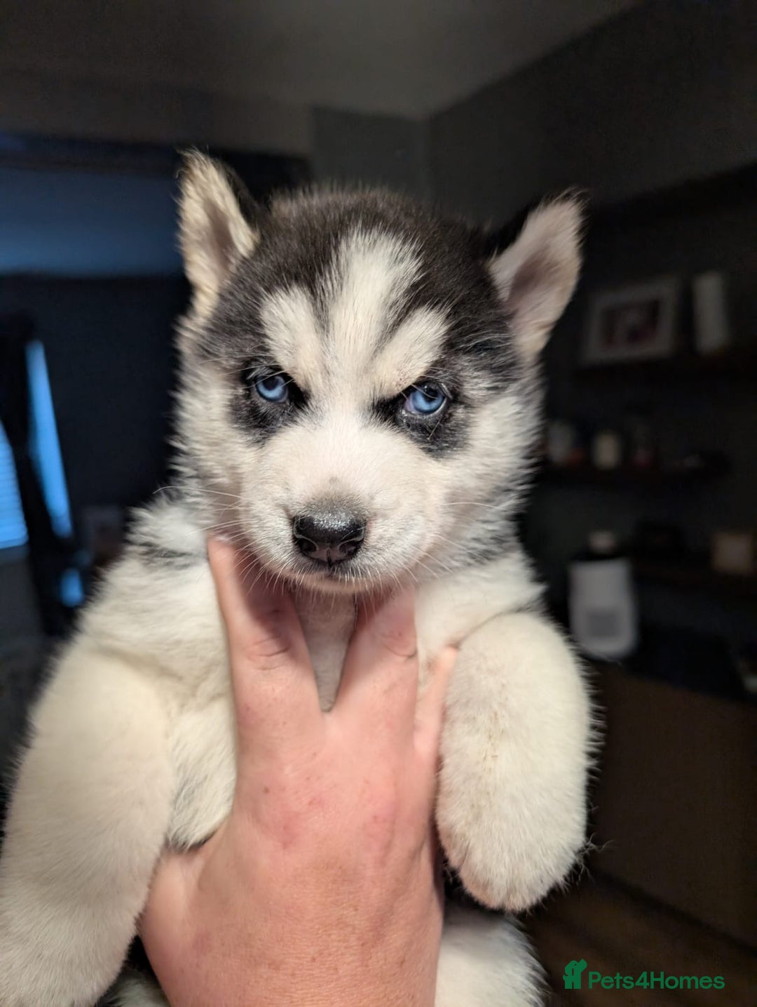 Siberian Husky dogs for sale: Beautiful Siberian husky puppies - Image 4