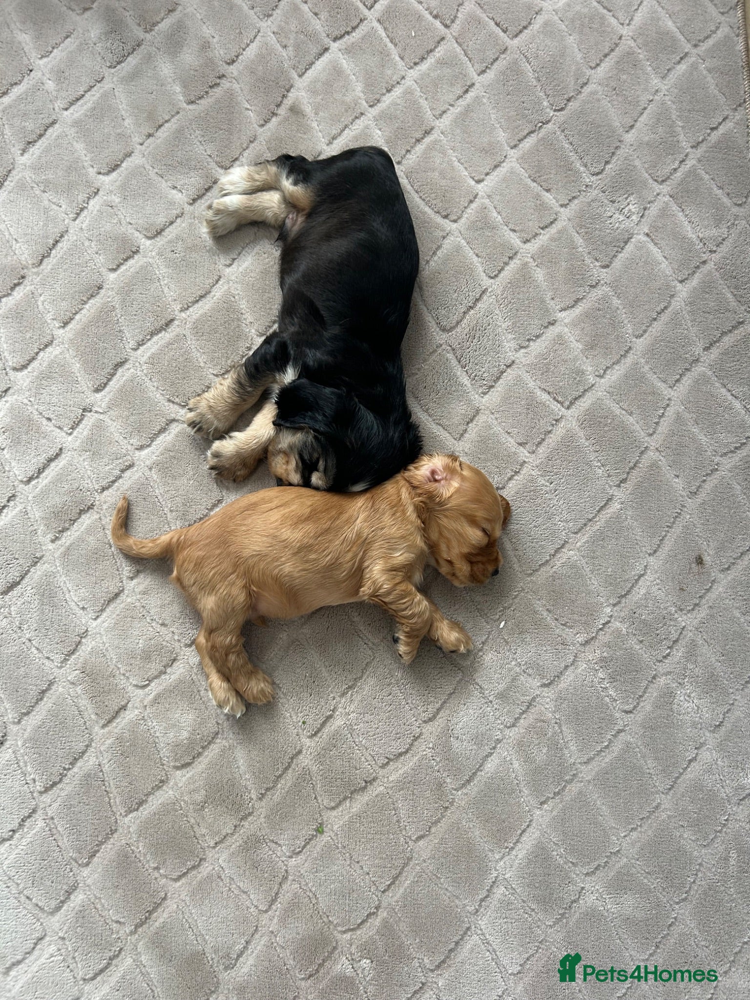 Cocker Spaniel dogs Beautiful Show cocker spaniel puppies  - Advert 2