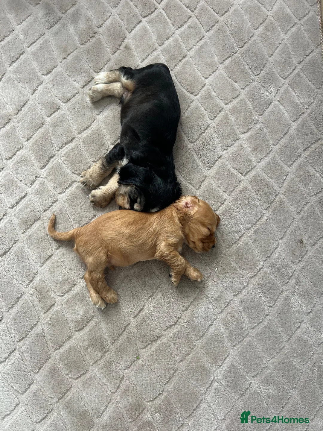 Cocker Spaniel dogs for sale: Beautiful Show cocker spaniel puppies  - Advert 2