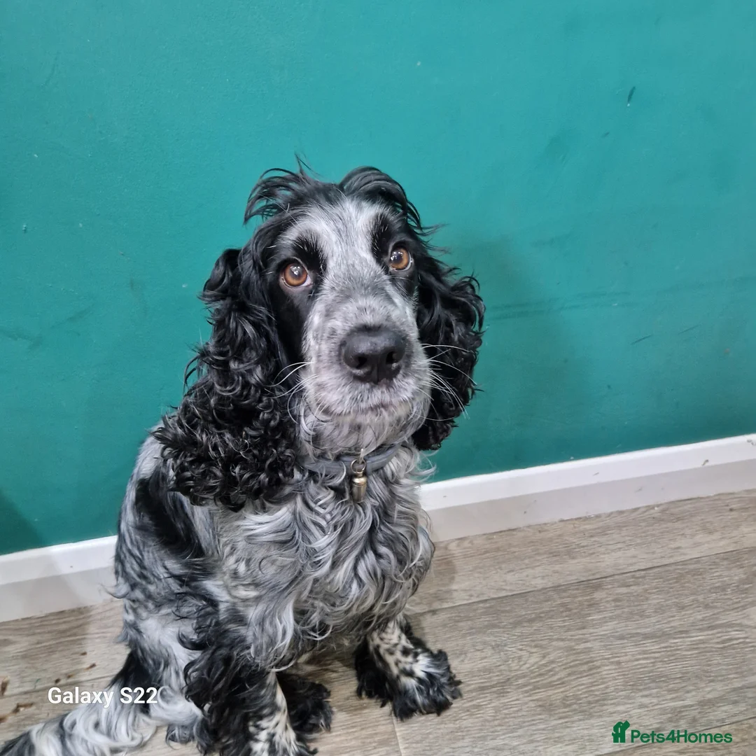 Cockapoo dogs for sale: F1b Cockapoo - Advert 3