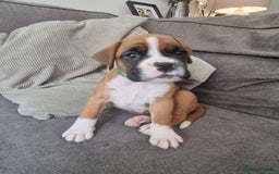 Boxer dogs for sale: KC Champion bloodline Boxer puppies  - Image 3