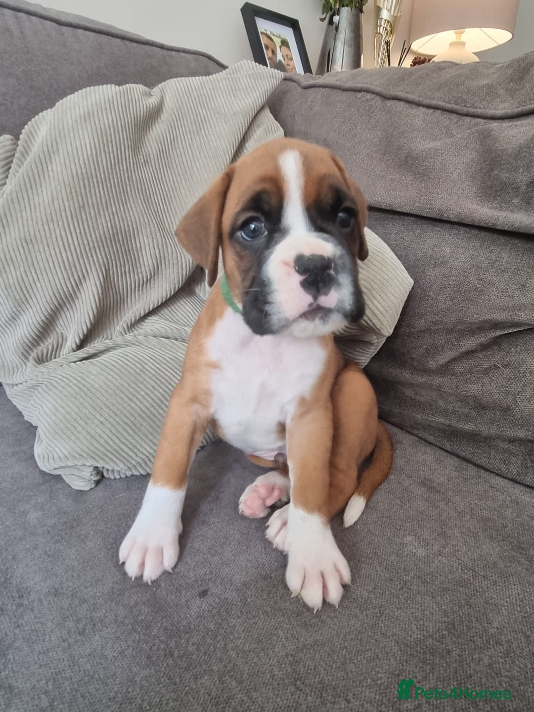 Boxer dogs for sale: KC Champion bloodline Boxer puppies  - Image 3