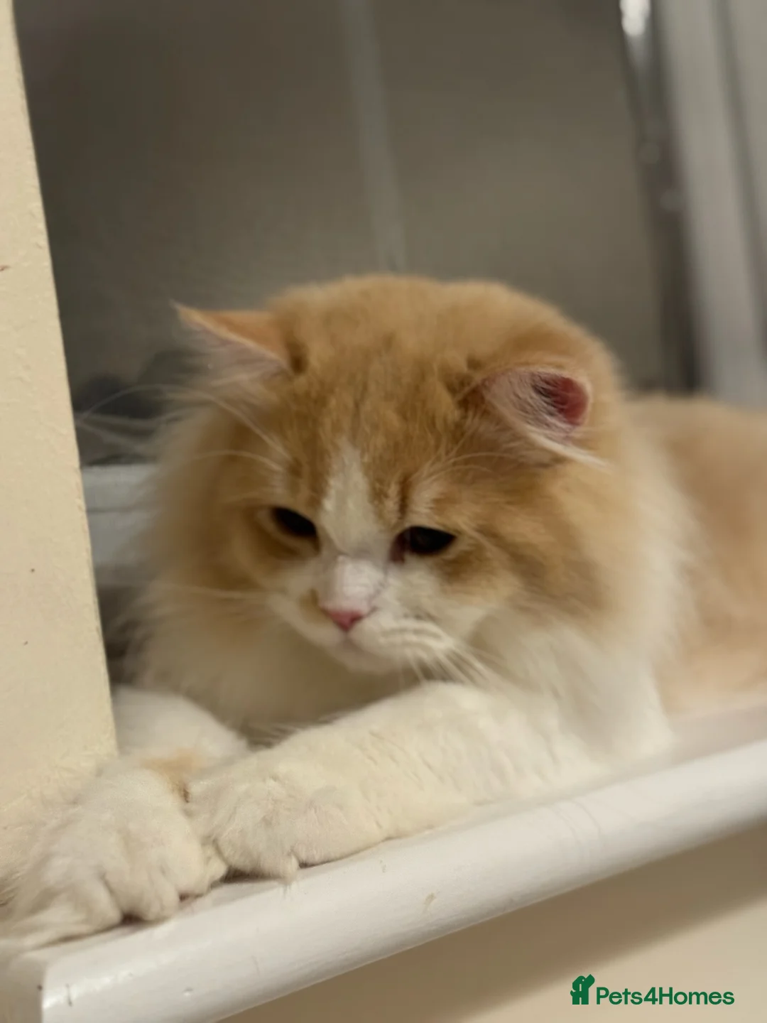 British Longhair cats for sale: Beautiful Fluffy British Longhair Caramel Boy - Advert 2