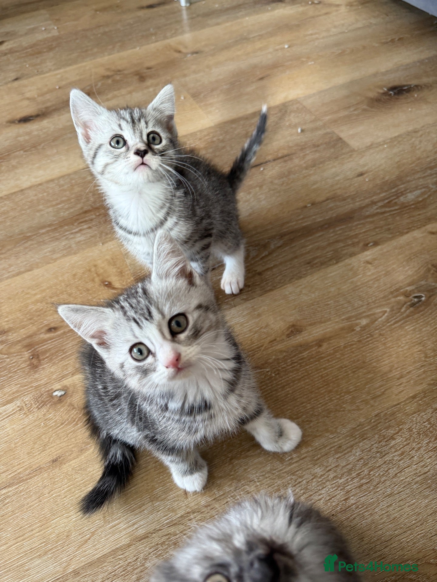 Persian cats Persian silver kittens 🩷 2 left ready to go! - Advert 1