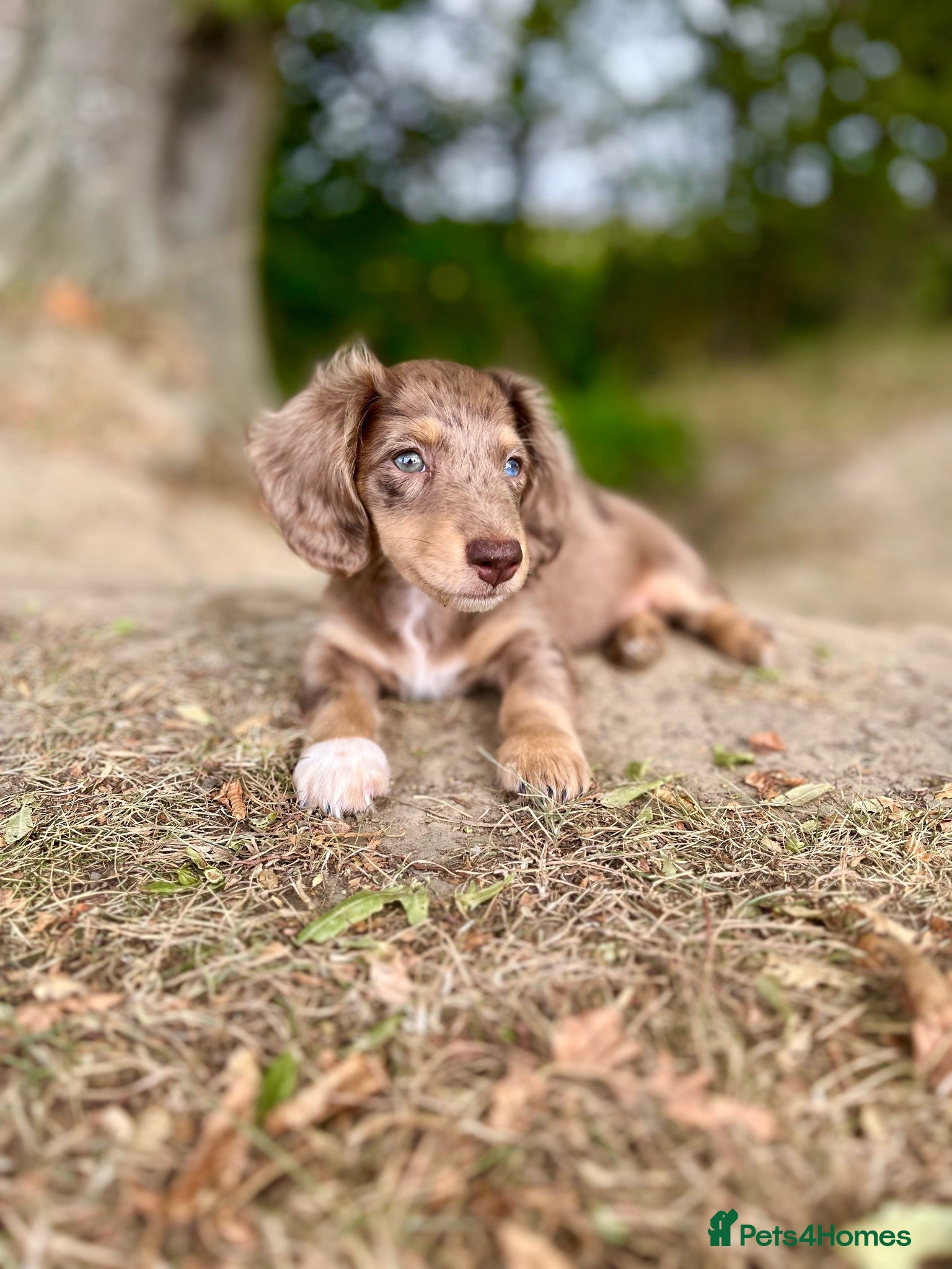 Miniature Dachshund dogs Stunning long haired miniature dachshunds  - Advert 2
