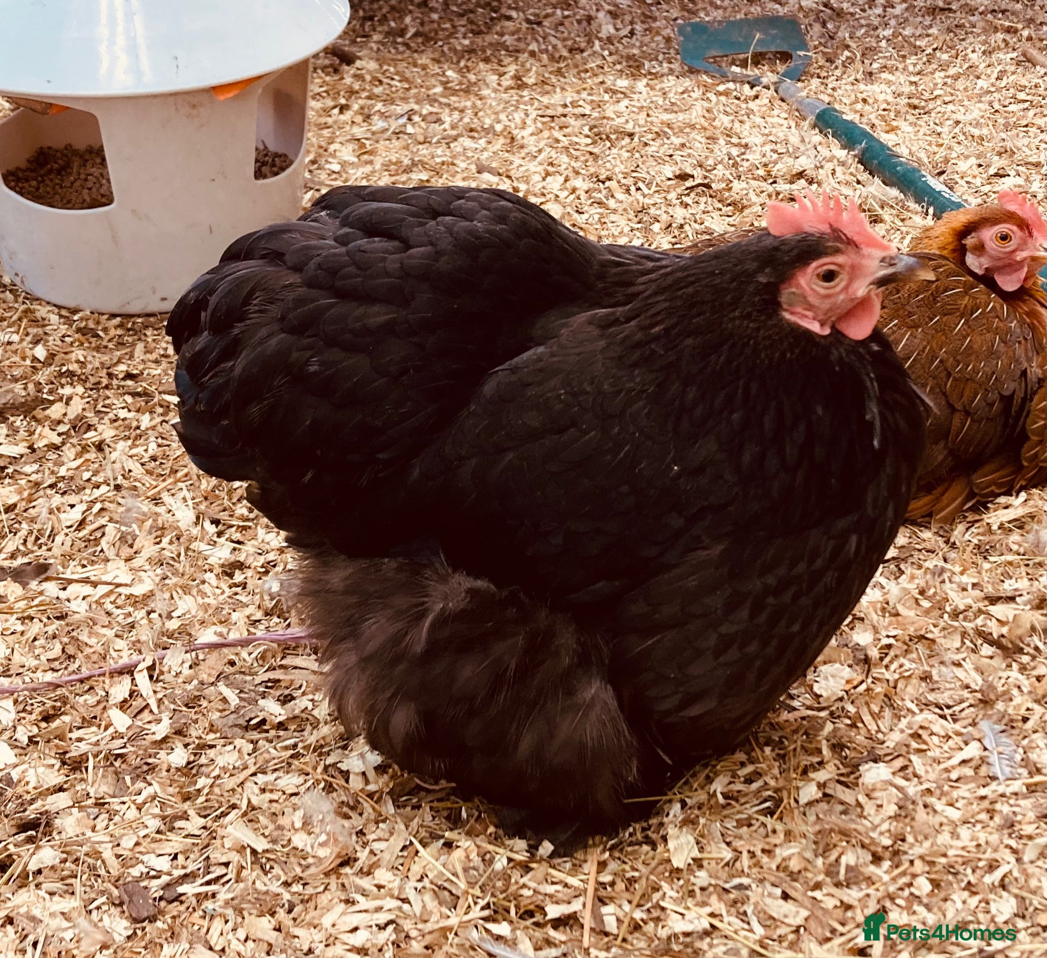 Chickens poultry for sale: Six pekins (mixed colours and ages) in Tipton - Advert 6