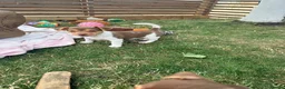 Jack Russell dogs for sale: Mini Jack Russell pups 🐶  - Advert 20