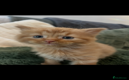 Mixed Breed cats for sale: Extra fluffy kittens - Image 10