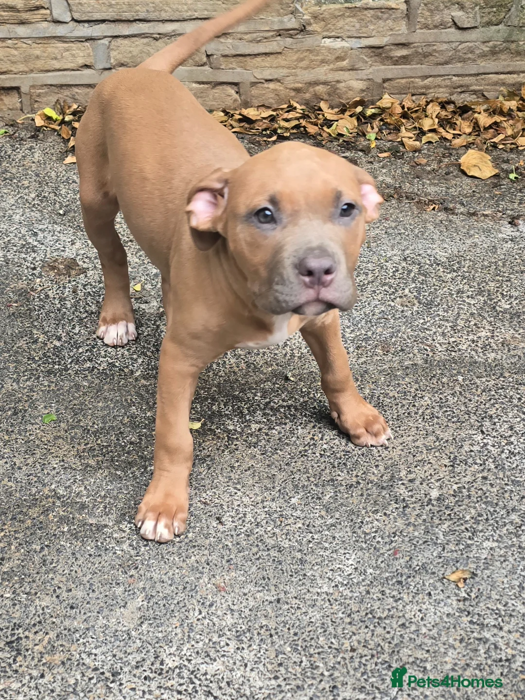 American Bulldog dogs for sale: American bulldog puppies - Advert 2
