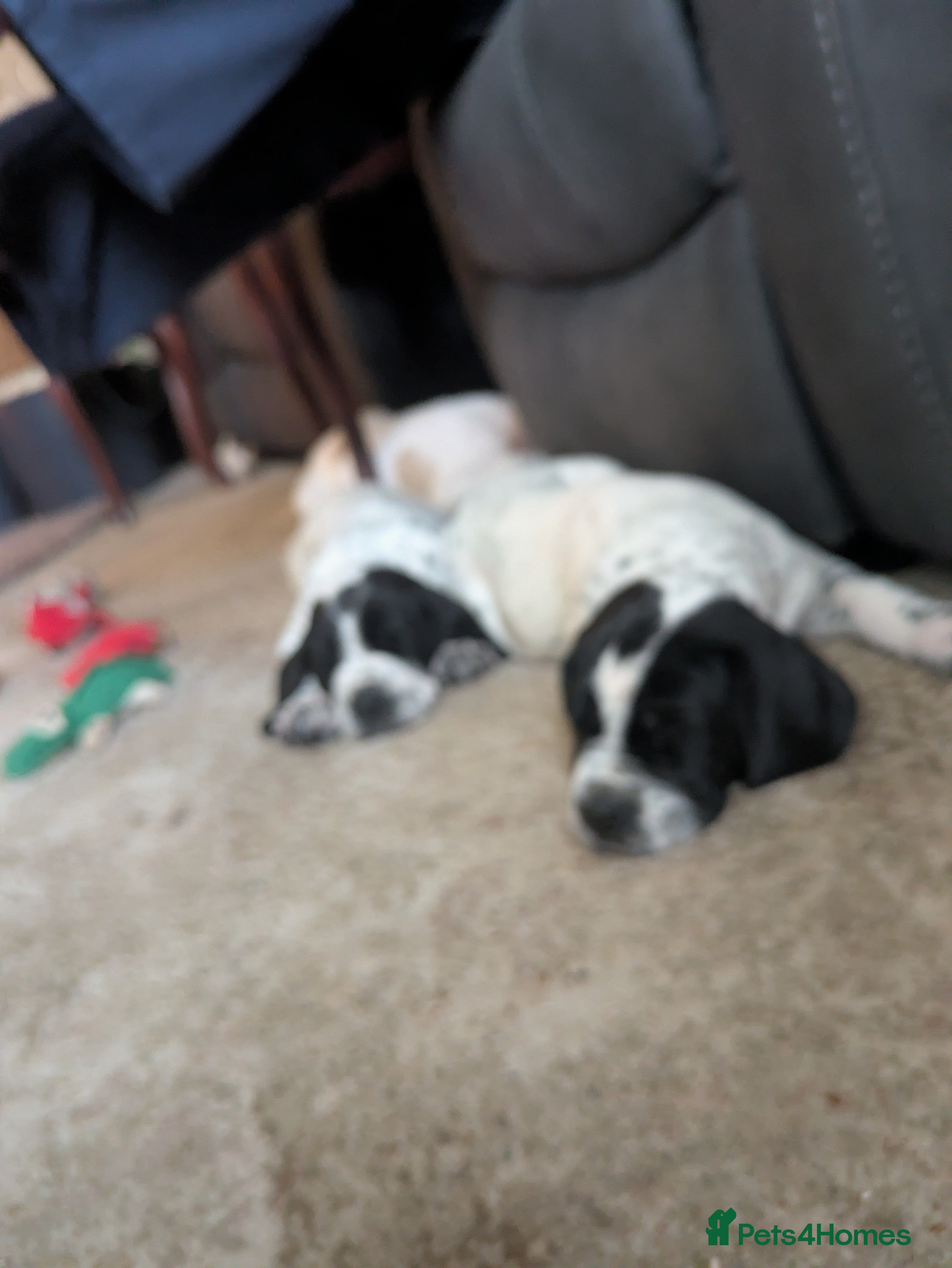 Pointer dogs Pointer - Advert 1