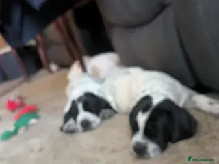 Pointer dogs Pointer - Advert 1