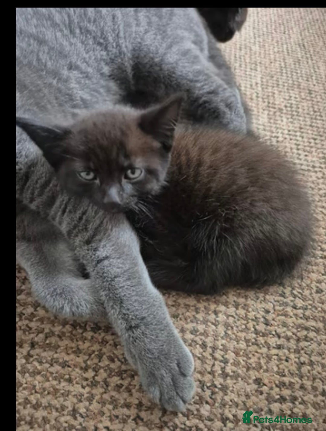 British Shorthair cats for sale: British shorthair cross kittens - Image 5