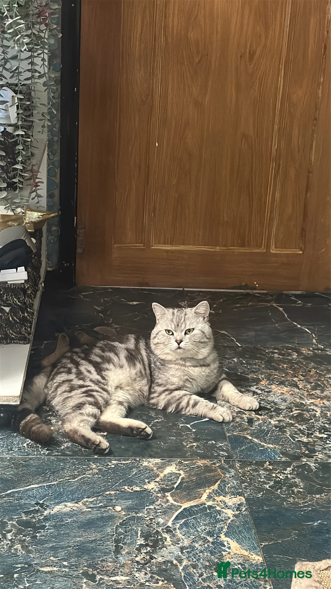 Mixed Breed cats for sale: Absolutely gorgeous BSH x bengal cross kittens - Advert 40