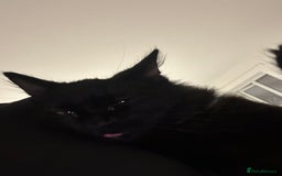 Domestic Shorthair cats for sale: Black kitten  - Advert 2