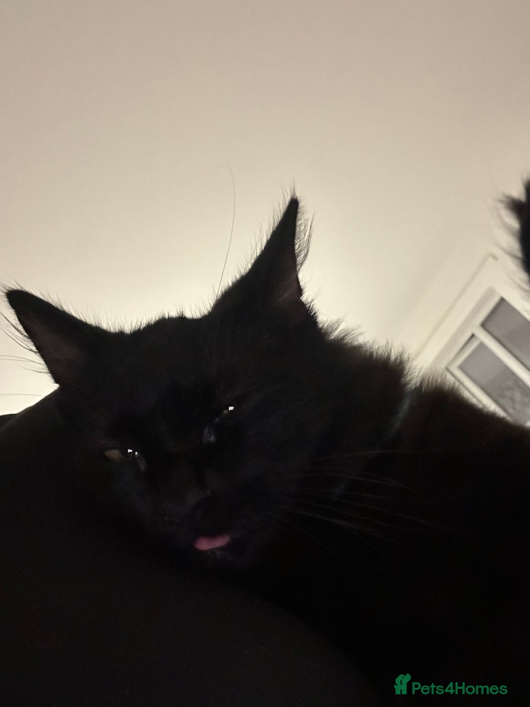 Domestic Shorthair cats for sale: Black kitten  - Advert 2