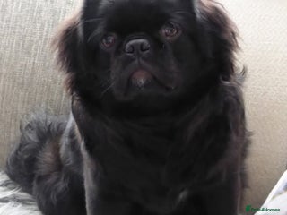 Pug dogs in Halstead - Advert 1