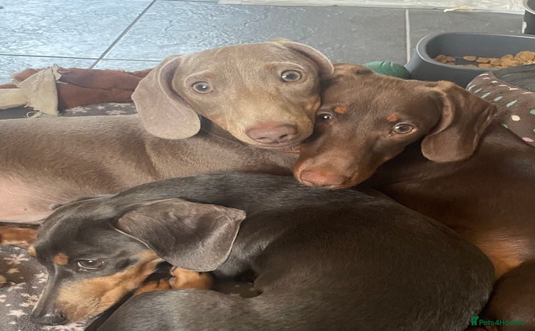 Miniature Dachshund dogs - Advert 4