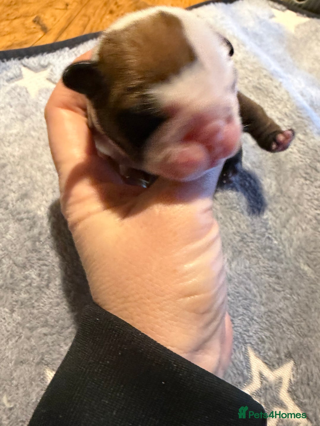 English Bulldog dogs for sale: 🌸❤️ TOP BLOOD LINE ENGLISH BULLDOGS RED AND WHITE - Advert 23