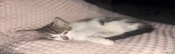 British Longhair cats for sale: British longhair kittens - Advert 9