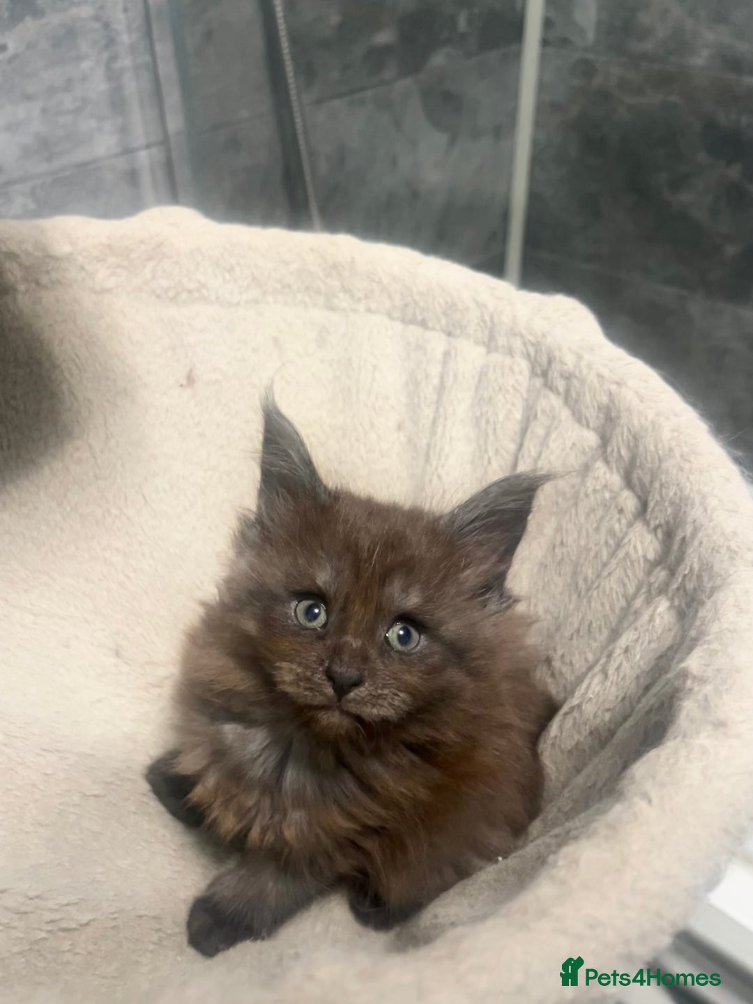 Maine Coon cats for sale: XL Maine coon kittens  - Advert 6