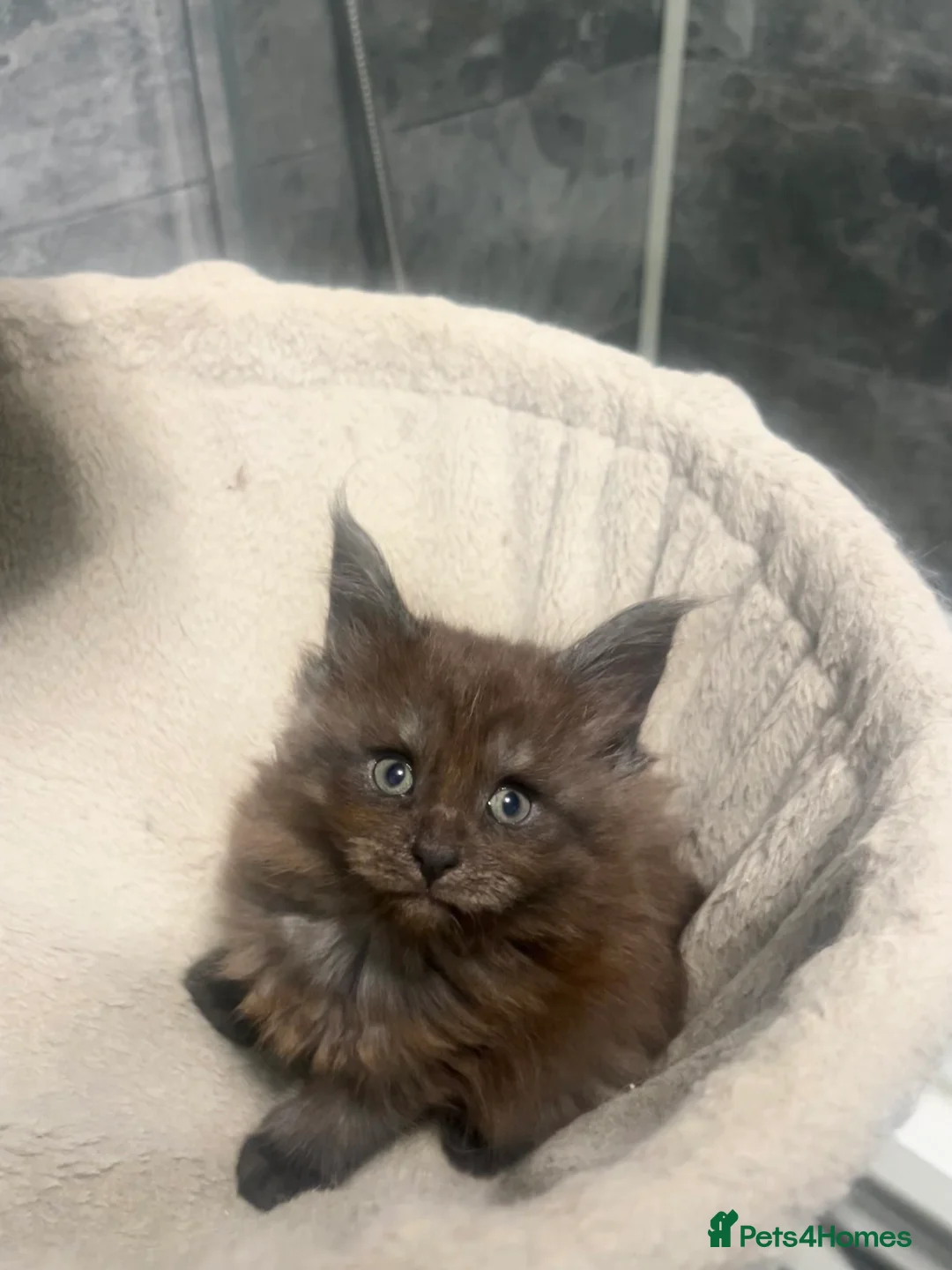 Maine Coon cats for sale: XXL Maine coon kittens  - Advert 6
