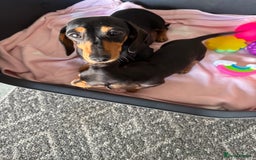 Dachshund dogs for sale: KC PRA Miniature smooth hair dachshund puppies  - Image 4