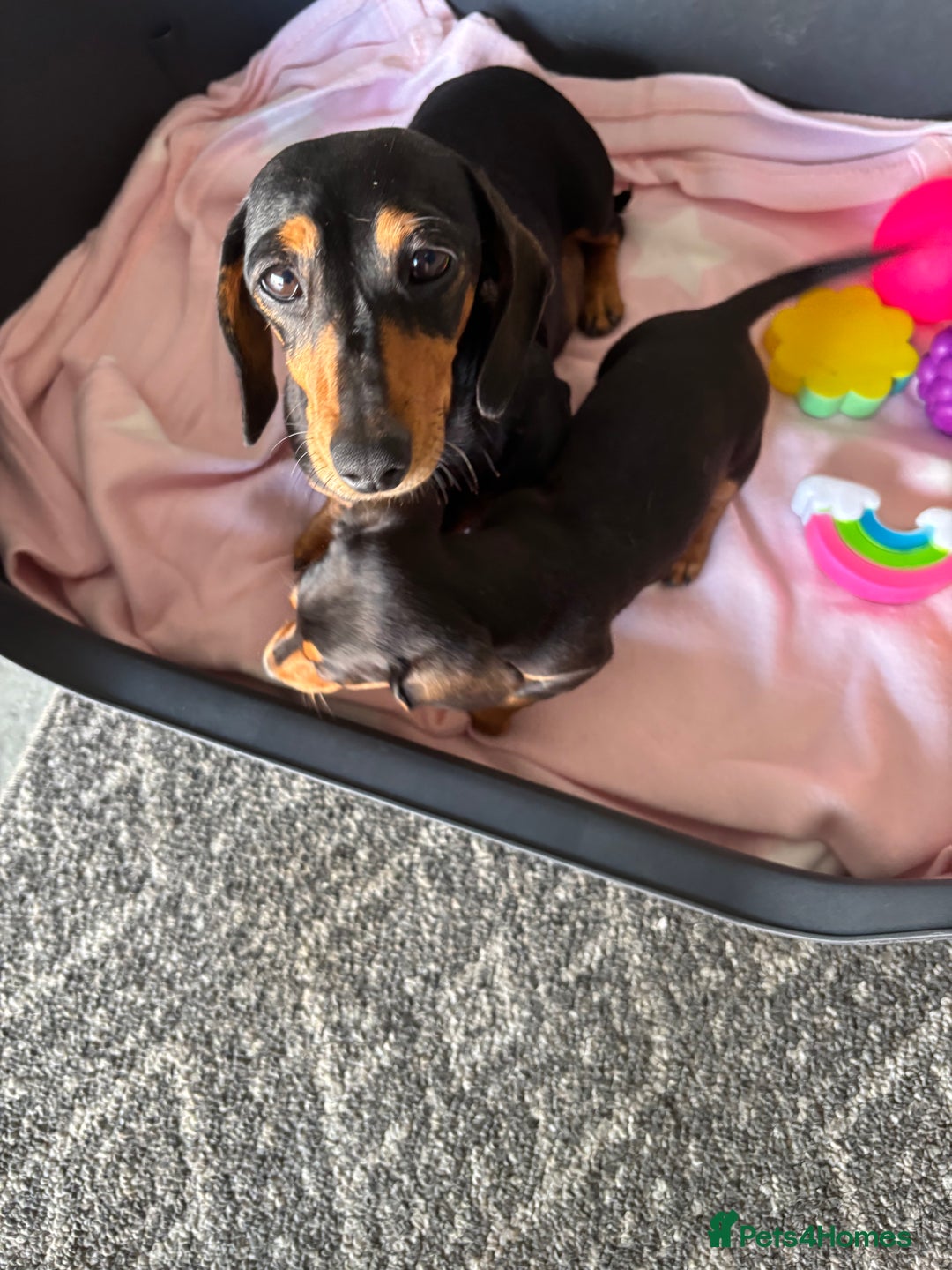 Dachshund dogs for sale: KC PRA Miniature smooth hair dachshund puppies  - Image 4