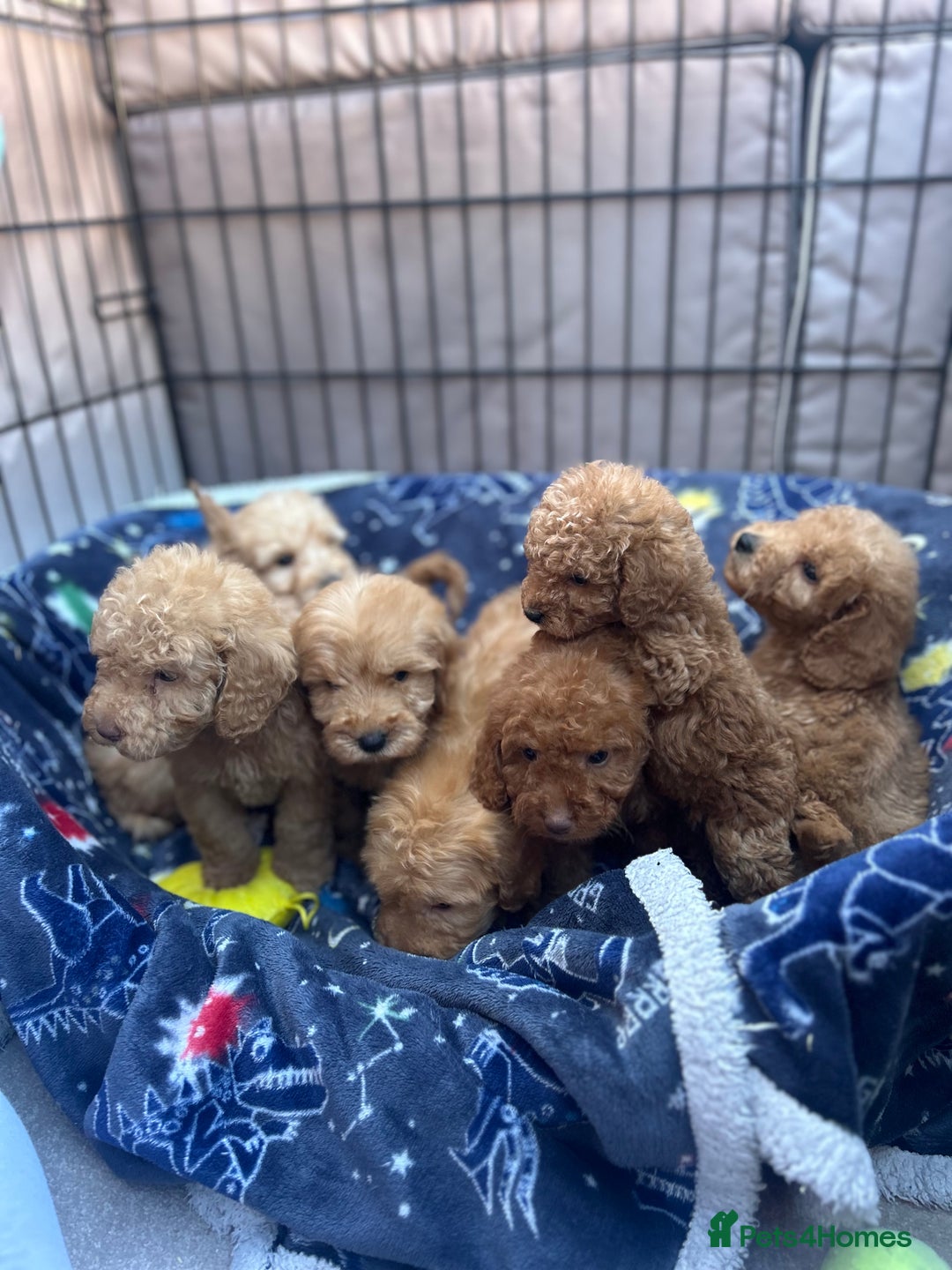 Cockapoo dogs for sale: 8 weeks old beautiful Cockapoo puppies  - Image 4