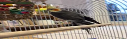 Cockatiels birds for sale: 15 month old male cockatiel - Advert 5