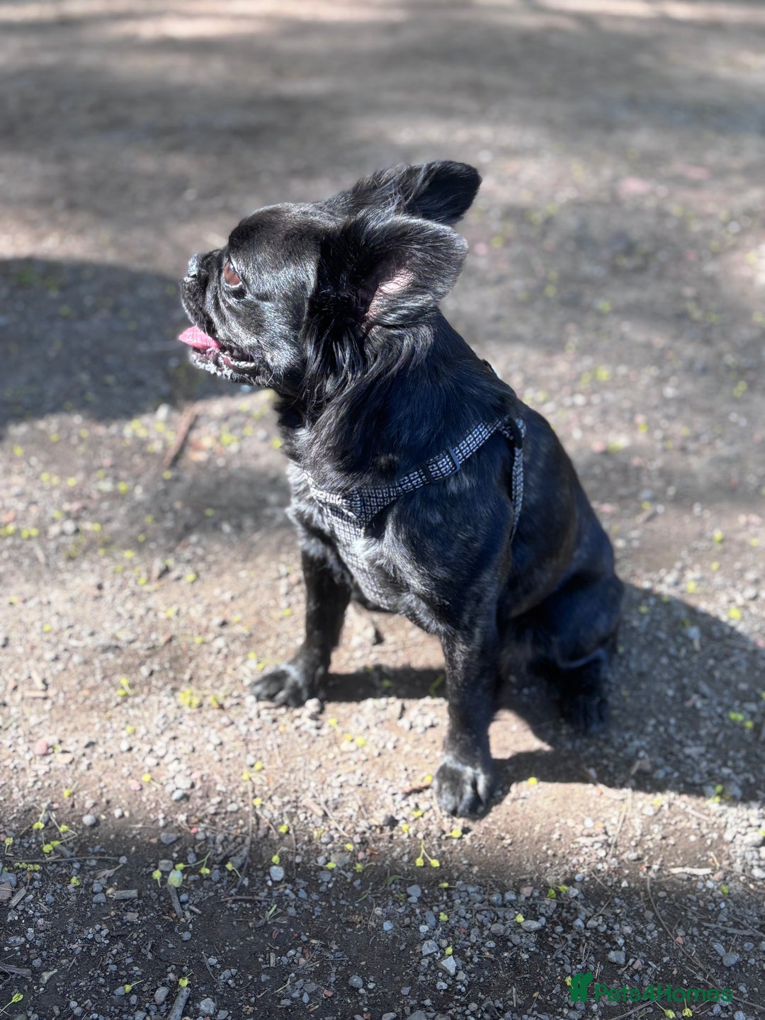 Frug dogs for sale: Frenchie cross pug  - Advert 3
