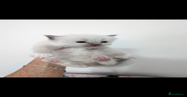 Ragdoll cats Absolutely gorgeous ragdoll kittens - Advert 1