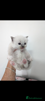Ragdoll cats Absolutely gorgeous ragdoll kittens - Advert 2