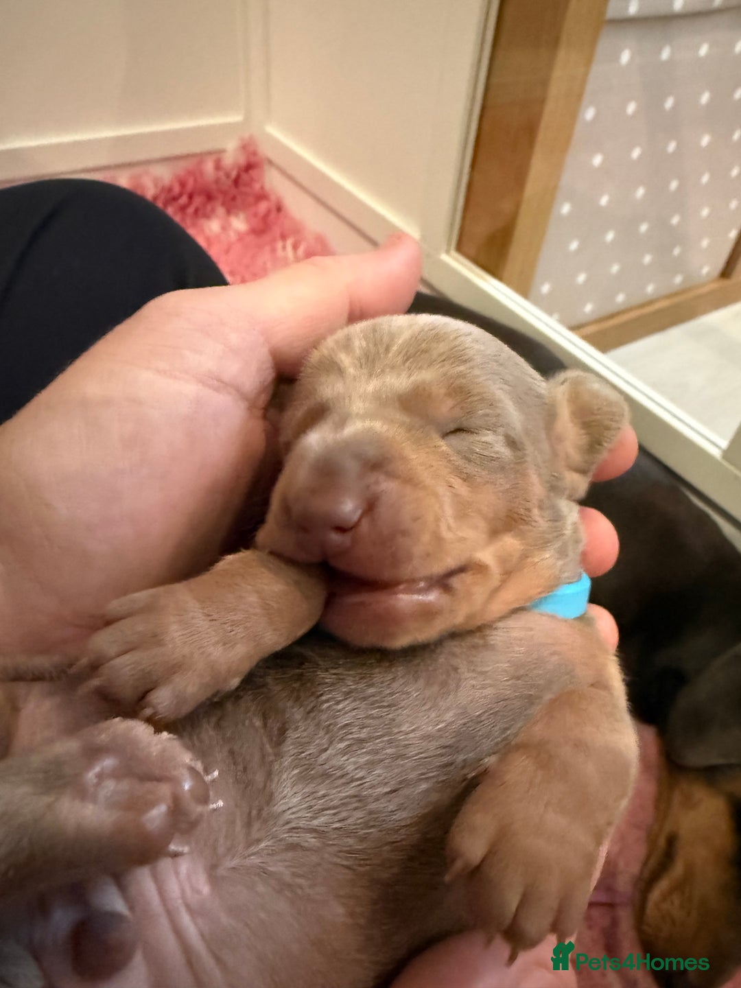 Dachshund dogs for sale: Health Tested Parents Dachshund Puppies   - Advert 10