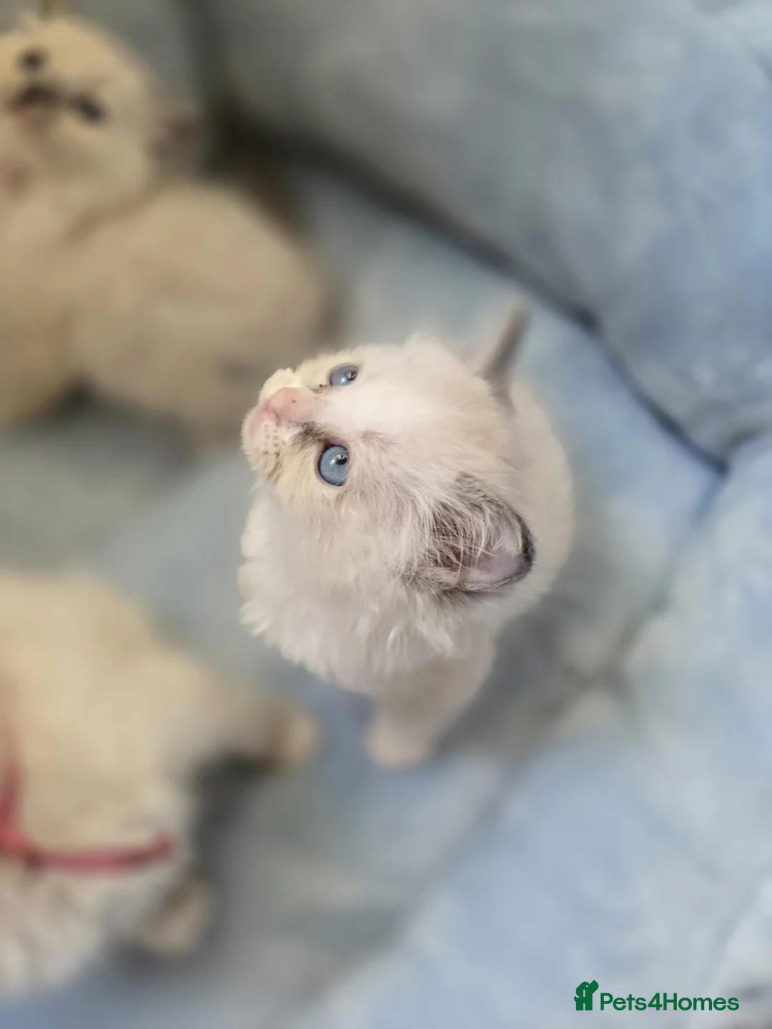 Ragdoll cats for sale: 5Gen Ped Ragdoll Kittens&Ready2Reserve - Advert 38