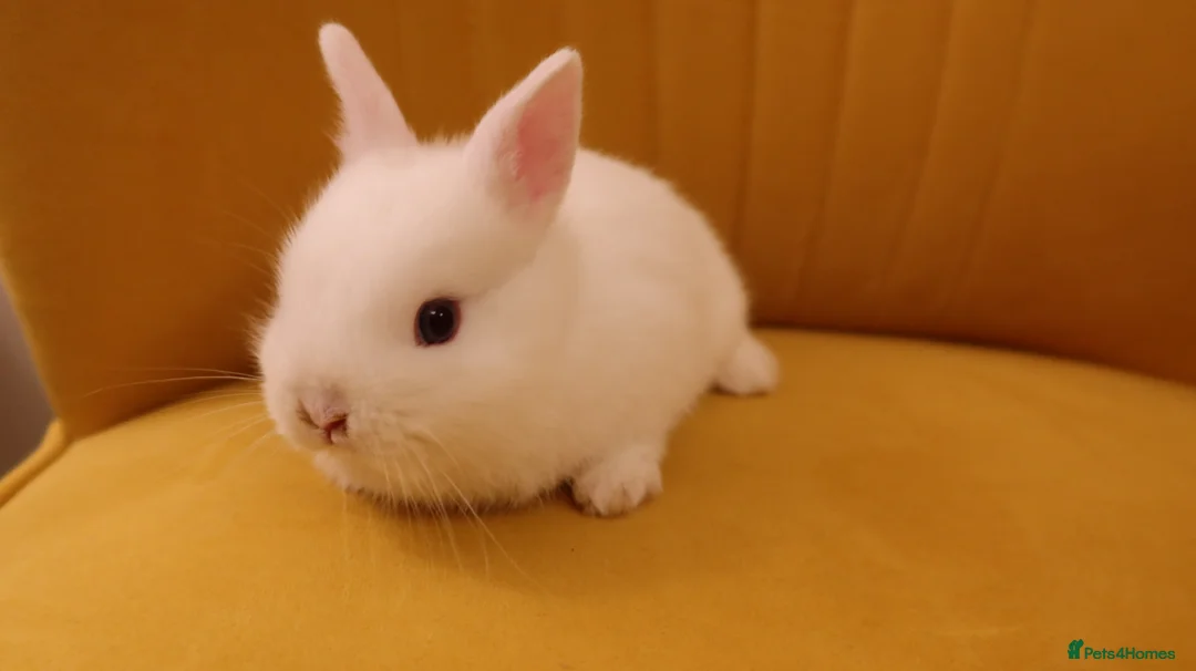 Netherland Dwarf rabbits for sale: Netherland Dwarf BEW Rabbit  - Advert 2