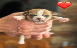 Chihuahua dogs for sale: 6 Gorgeous Chihuahua Puppies 🐶💙🩷🩷🩷🩷💙  - Image 8