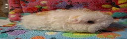 Guinea Pig rodents for sale: Baby Boars in longhaired breeds & teddies  - Advert 20