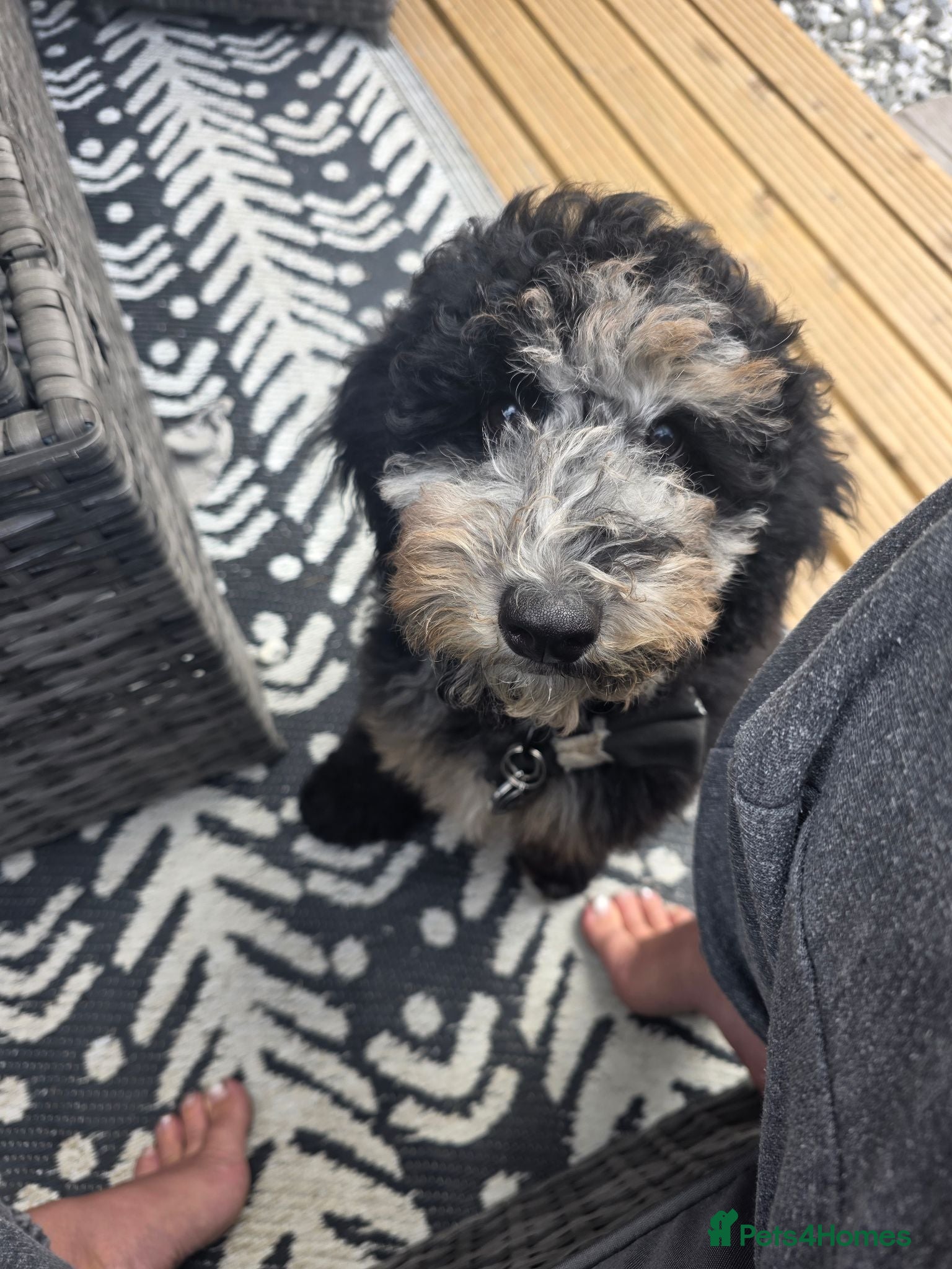 Miniature Poodle dogs Merle minature poodle - Advert 3