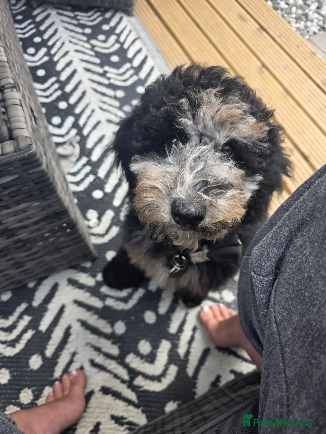 Miniature Poodle dogs for sale: Merle minature poodle in Dunstable - Advert 1
