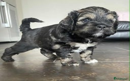 Mixed Breed dogs for sale: Three beautiful males looking for loving homes - Image 6