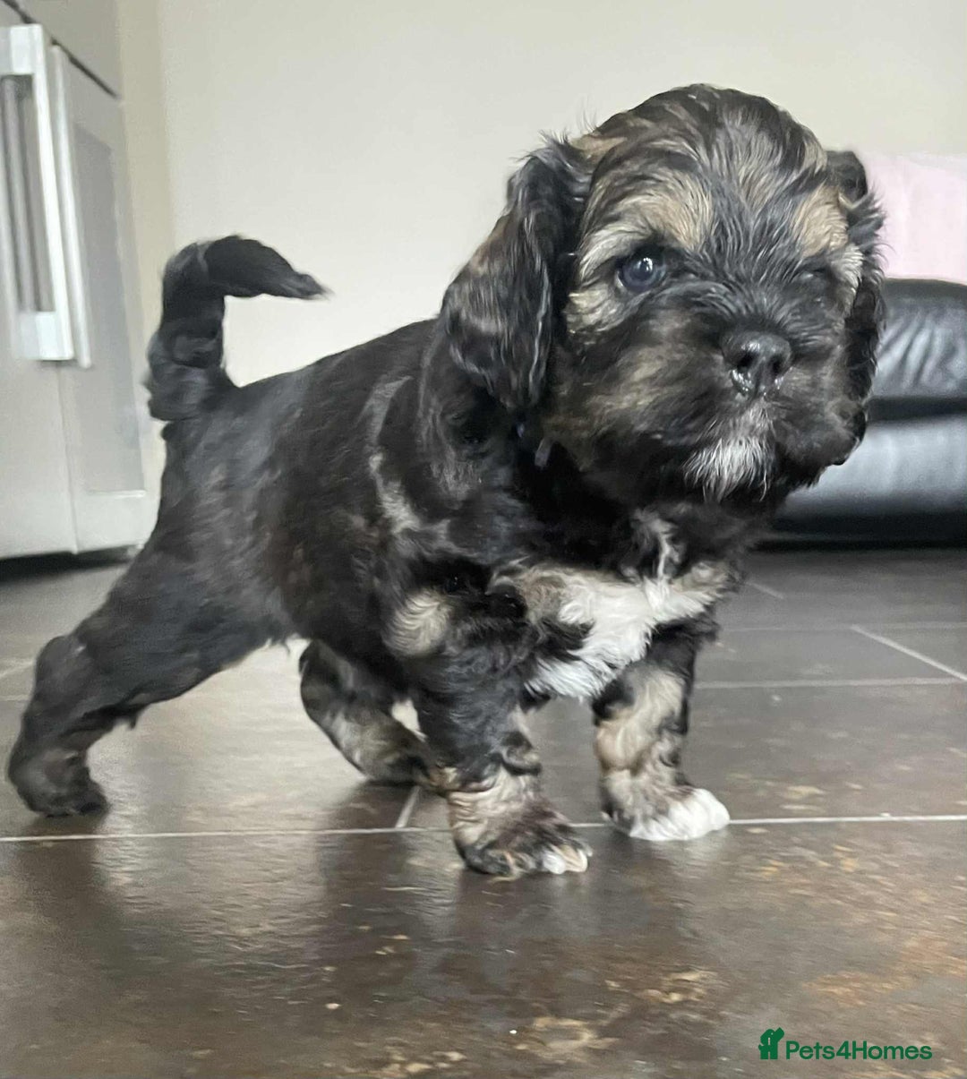 Mixed Breed dogs for sale: Three beautiful males looking for loving homes - Image 6