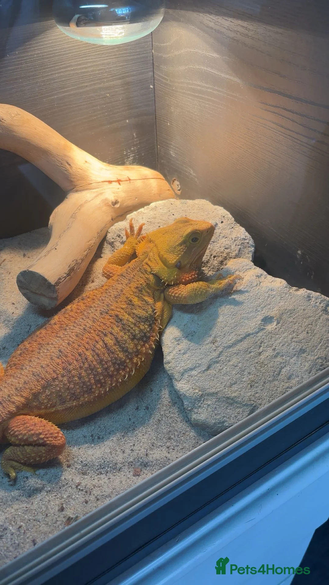 Bearded Dragon reptiles for sale: Beautiful Bearded Dragon Female - Advert 2